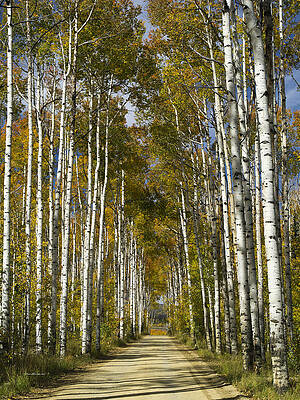Aspen Alley Wyoming.2 by Sam Sherman Aspen Alley Wyoming.2 by Sam Sherman