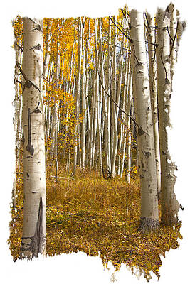 Aspen Dreamland by Judy Deist Aspen Dreamland by Judy Deist