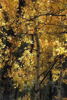 Aspen Glow in Fading Light by Michael Newberry Aspen Glow in Fading Light by Michael Newberry