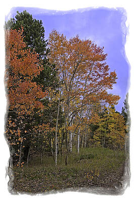 Aspen in the Field by Judy Deist Aspen in the Field by Judy Deist