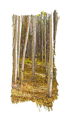 Aspen Leaf Path by Judy Deist Aspen Leaf Path by Judy Deist