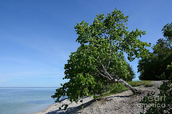 Aspen tree on Mackinac Island by Susan Montgomery Aspen tree on Mackinac Island by Susan Montgomery