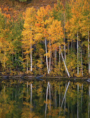 Wall Art - Photograph - Aspen Trees In Fall Color Reflecting by J.C. Leacock