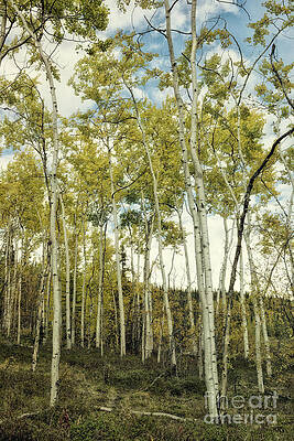 Wall Art - Photograph - Aspen trees in Spring  by Priska Wettstein