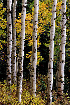 Wall Art - Photograph - Aspen Trees, La Sa Mountains, Moab, Utah by Whit Richardson