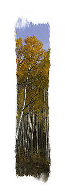 Aspen Vertical Panorama by Judy Deist Aspen Vertical Panorama by Judy Deist