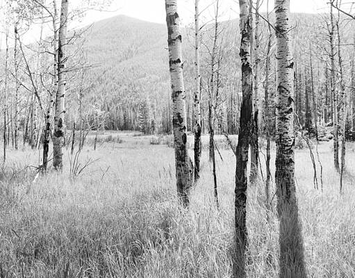Aspens 2 by D Scott Clark Aspens 2 by D Scott Clark