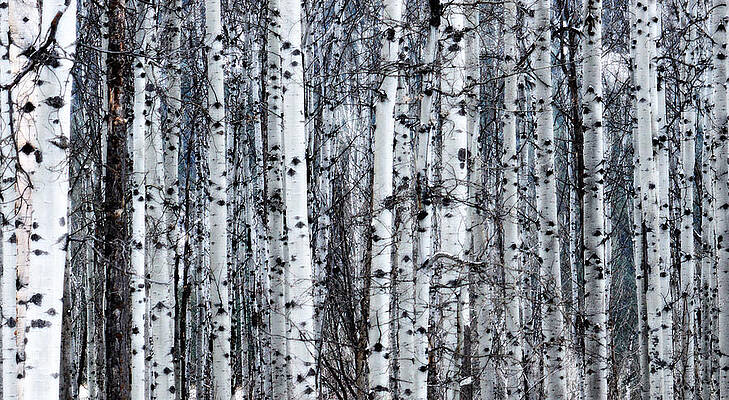 Aspens - Frost and Snow by J Foster Fanning