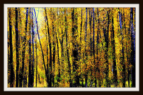Aspens in Yellowstone National Park by Aron Chervin