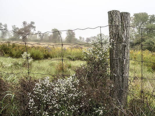 Wall Art - Photograph - Asters and Fencepost by Alan Norsworthy