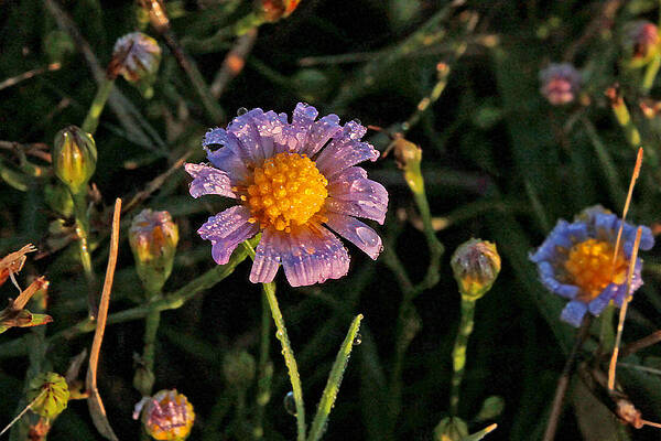 Asters in a field in the early morning by Dale Bargmann