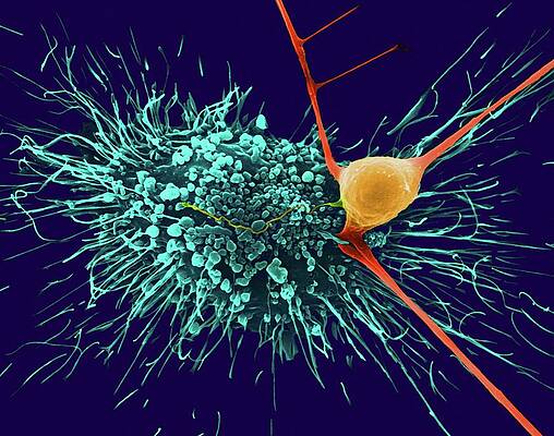 Wall Art - Photograph - Astrocytic Glial Cell With Cortical Neuron by Science Photo Library