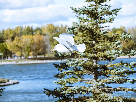 At Flight-6 by David Fabian