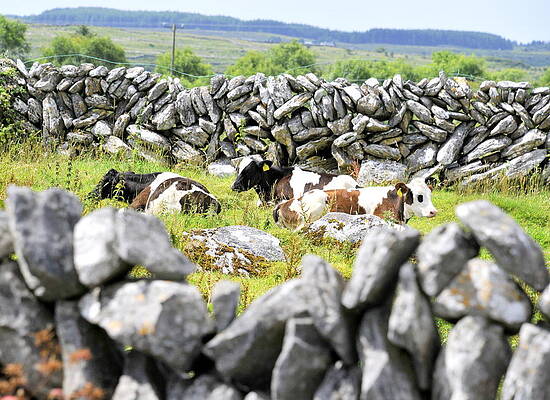  Photograph - Cows in Hiding by Dave Byrne