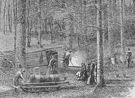 Wall Art - Drawing - At The Maple Syrup Camp by American School