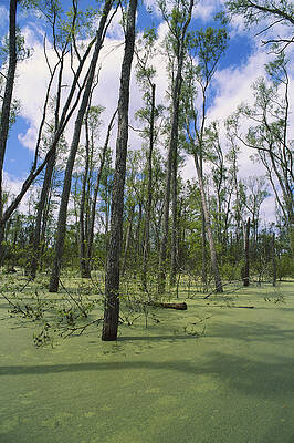 Wall Art - Photograph - Atchafalaya Swamp, Louisiana by Gary Retherford