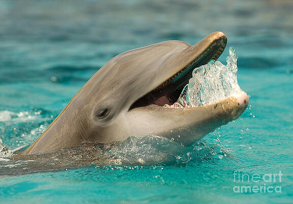 Wall Art - Photograph - Atlantic Bottlenose Dolphin by Millard H. Sharp