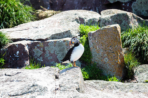 Atlantic Puffin in Early Morning by Perla Copernik Atlantic Puffin in Early Morning by Perla Copernik