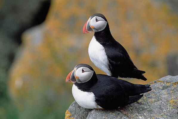 Wall Art -  - Atlantic Puffins On Cliff Newfoundland by Yva Momatiuk John Eastcott