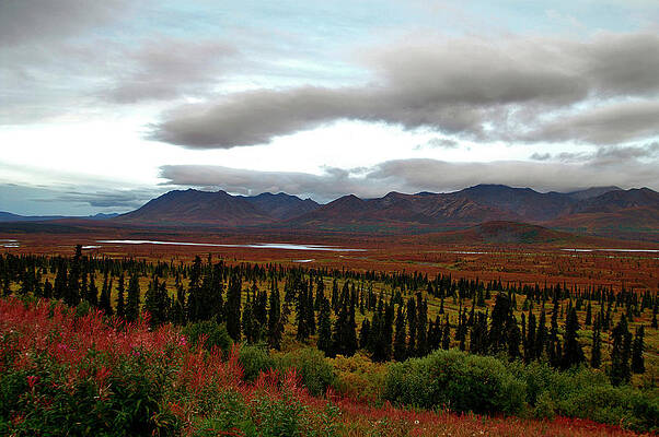Wall Art - Photograph - August in Alaska by Jeremy Rhoades