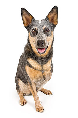 Wall Art - Photograph - Australian Cattle Dog With Missing Leg Isolated on White by Good Focused