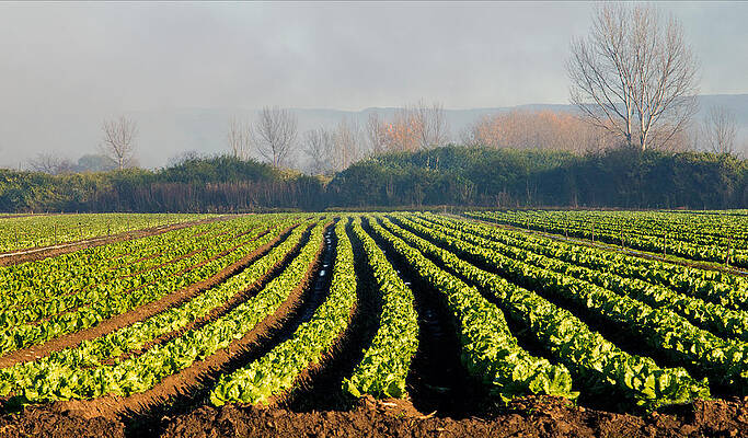 Wall Art - Photograph - Australian Soil Lettuce Rejoice by Nicholas Blackwell