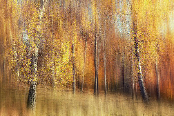 Wall Art - Photograph - Autumn Birches by Gustav Davidsson