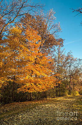 Autumn Color by Terry Sutlick Autumn Color by Terry Sutlick
