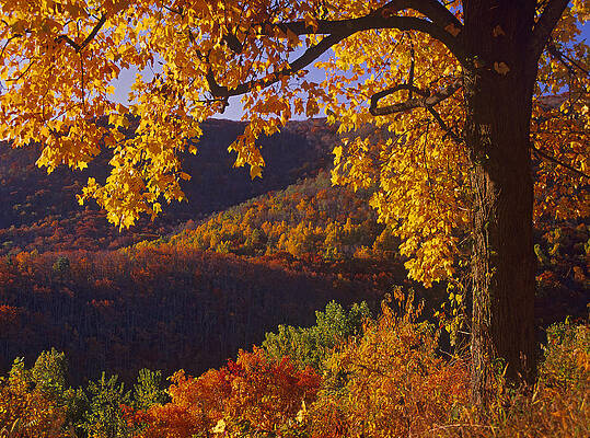 Wall Art - Photograph - Autumn Forest Shenandoah NP by Tim Fitzharris