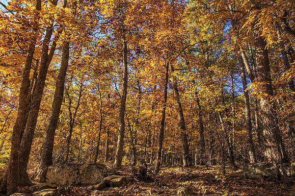 Wall Art - Photograph - Autumn Gold - Fall - Trees by Jason Politte