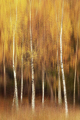 Wall Art - Photograph - Autumn by Gustav Davidsson
