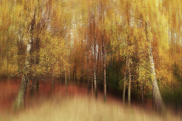 Wall Art - Photograph - Autumn Impression by Gustav Davidsson