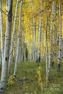 Autumn in the Aspen Grove by Juli Scalzi Autumn in the Aspen Grove by Juli Scalzi