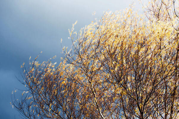 Autumn is Leaving by Gwyn Newcombe Autumn is Leaving by Gwyn Newcombe