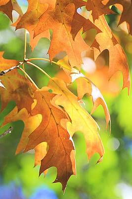 Wall Art - Photograph - Autumn Leaves by Elizabeth Budd