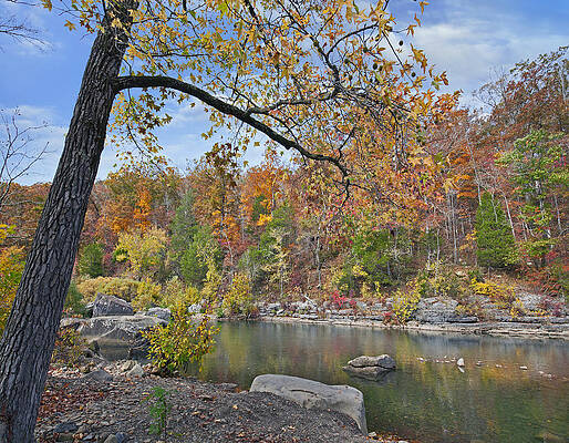 Wall Art - Photograph - Autumn Oak And Hickory Forest by Tim Fitzharris