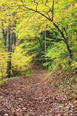 Wall Art - Photograph - Autumn Path in the Woods by Jill Lang