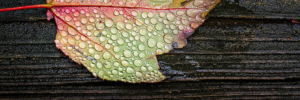 Wall Art - Photograph - Autumn Raindrops Maple Leaf In The Rain by Jeff Sinon