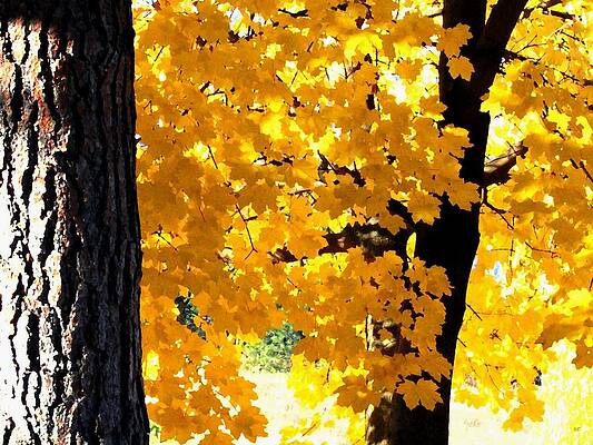 Autumn Splendor 2 by Will Borden Autumn Splendor 2 by Will Borden