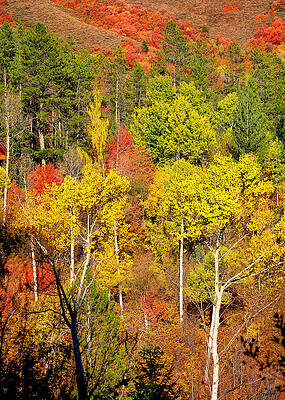 Wall Art - Photograph - Autumn Splendor by Greg Norrell