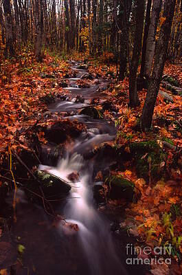 Autumn Stream by Joe Chatelle