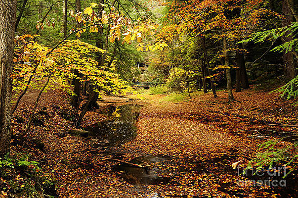Autumn Stream by Larry Ricker Autumn Stream by Larry Ricker