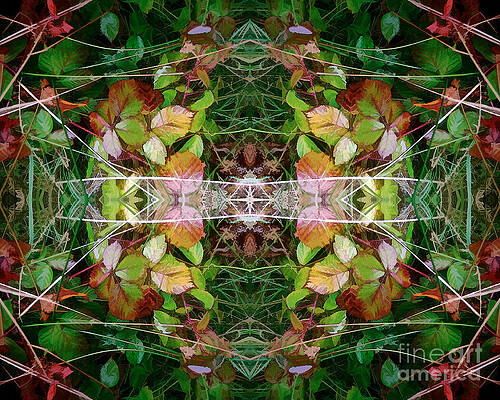 Autumn Symmetry by David Hargreaves Autumn Symmetry by David Hargreaves