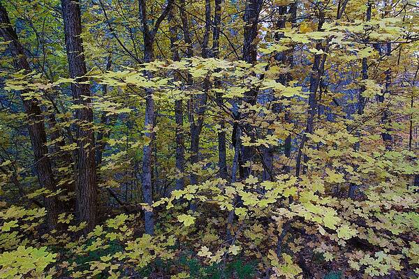 Autumn Trees by Craig Tissot
