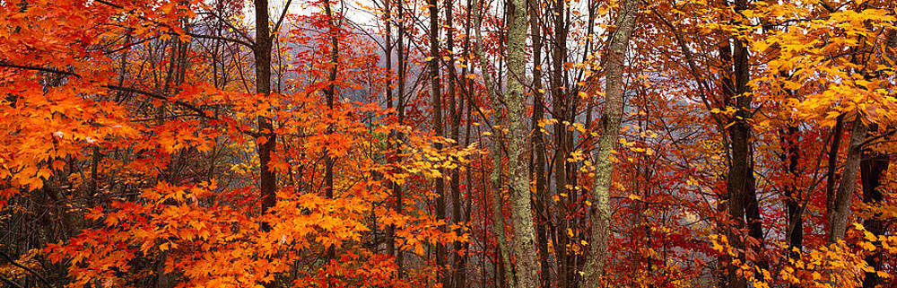 Wall Art - Photograph - Autumn Trees In Great Smoky Mountains by Panoramic Images