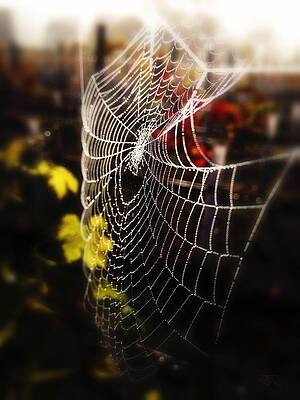 Autumn Web by John Monteath