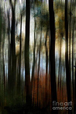 Autumn Woods by Jayne Carney Autumn Woods by Jayne Carney