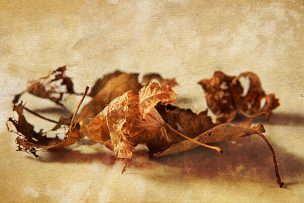 Wall Art - Photograph - Autumn's Leavings by Caitlyn  Grasso