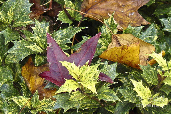  Photograph - Autumn's Variety by Lauren Brice
