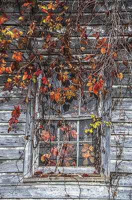 Wall Art - Photograph - Autumn's Window Curtains by Terry Rowe